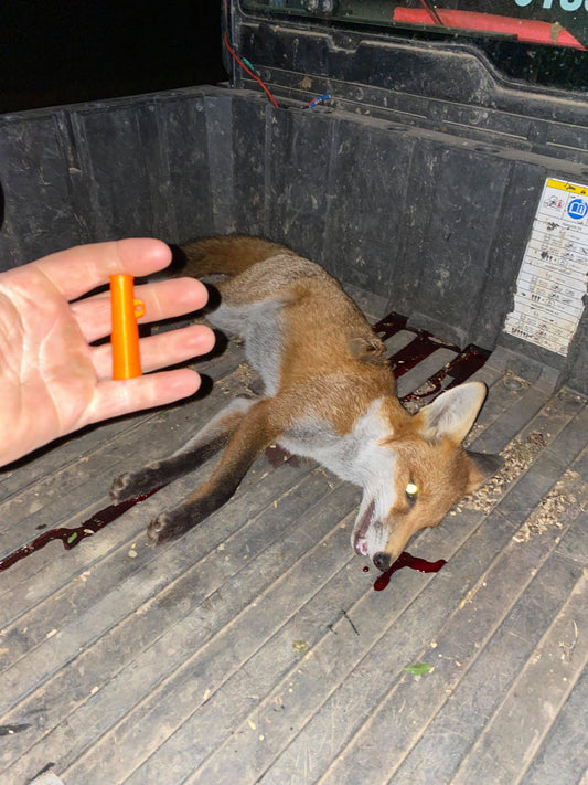 Gamekeeper strikes again! R.JONES using the Stinger to call in this unlucky Pheasant killing Fox