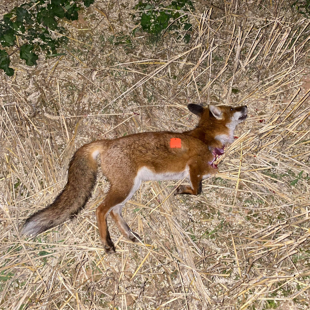 Faithful Tenterfield 3D-FOX Calling in a foxes on Pheasant Shoot