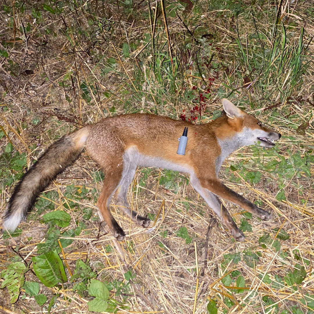 Another Fox bounding in to the Crow Call by Gamekeeper