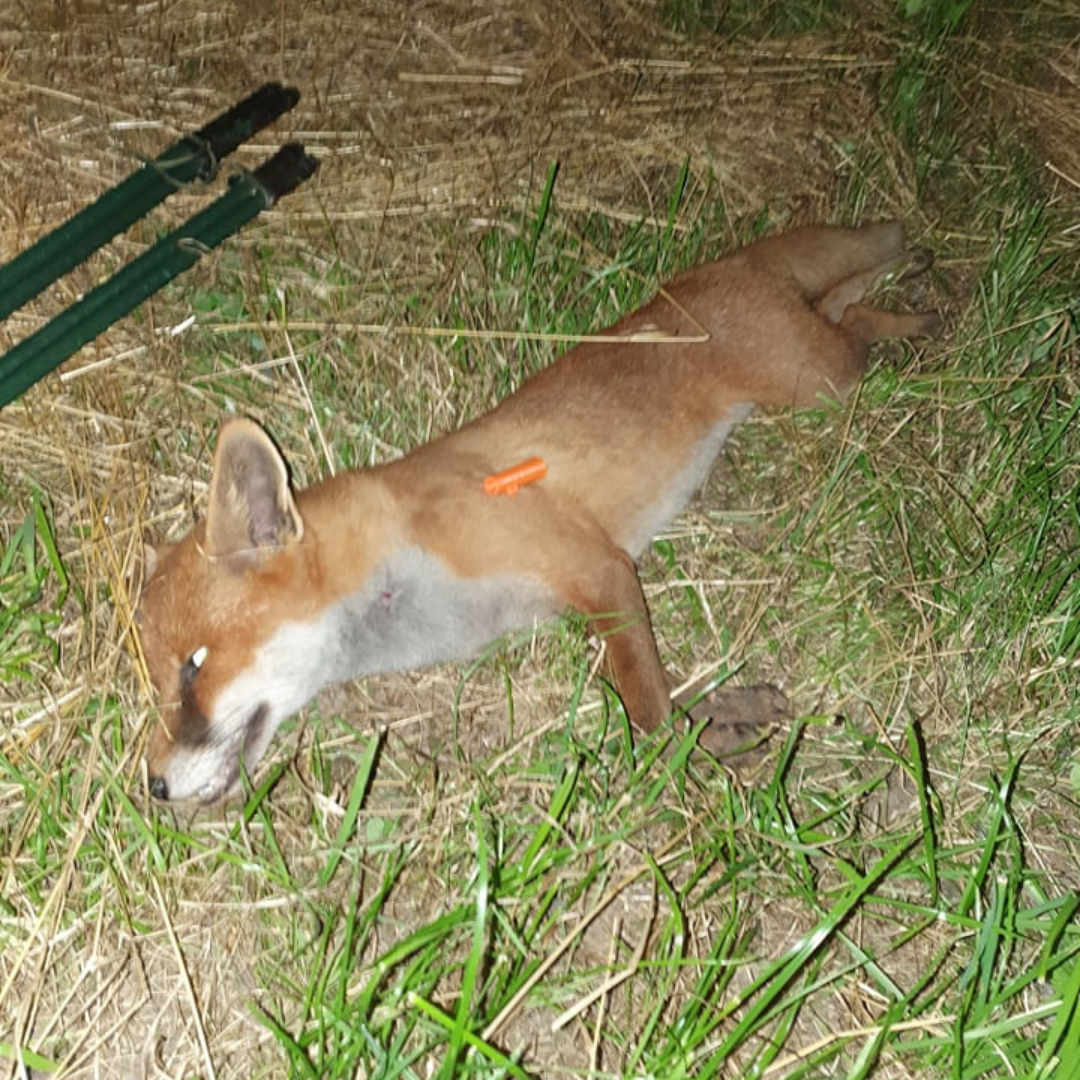 Successful pest control carried out using the Stinger Fox Call